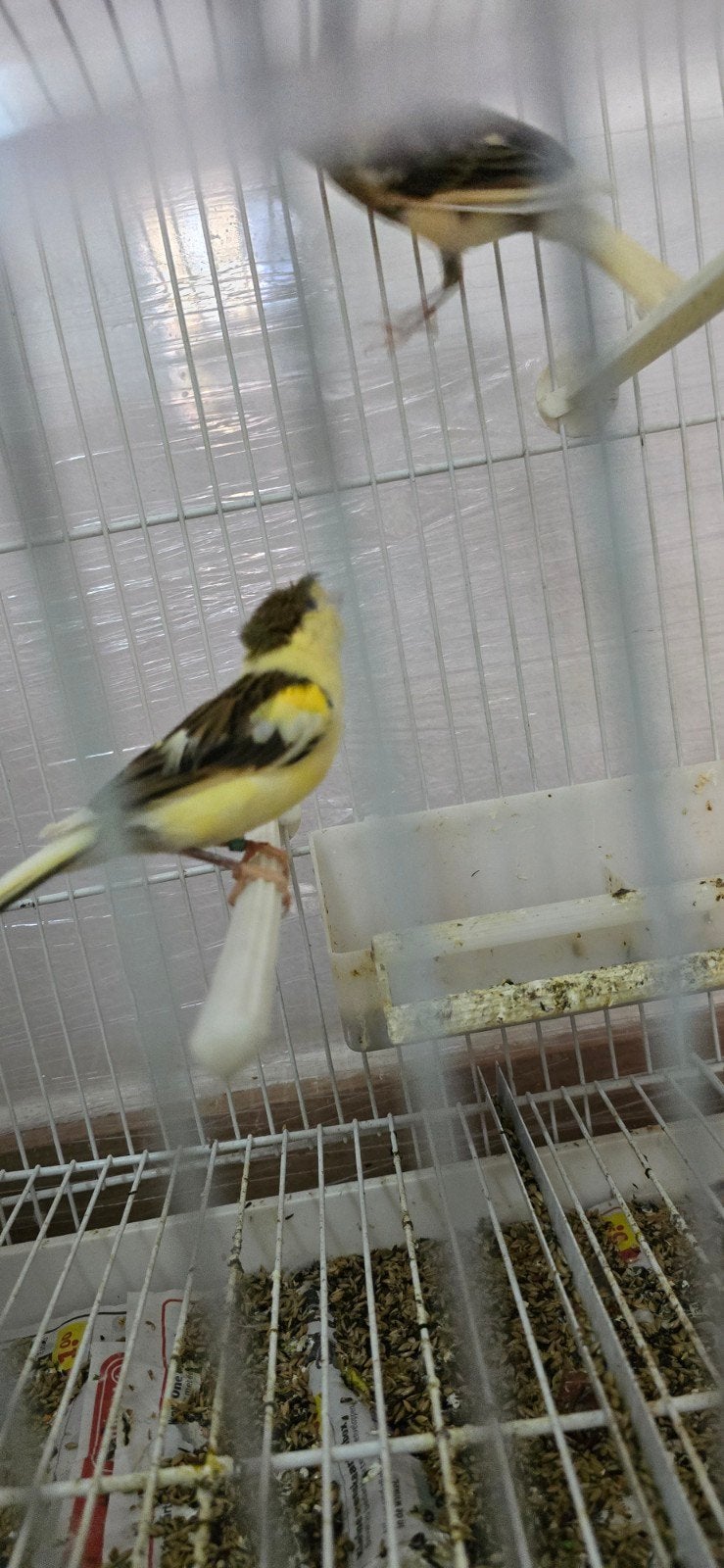 kanarie  20€, Dieren en Toebehoren
