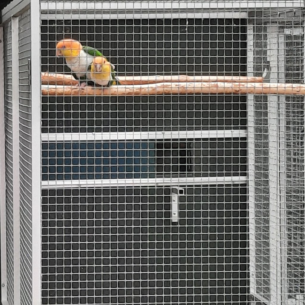 Kweekkoppel Groendijcaiques/papegaaien en een...., Plusieurs animaux, Perroquet, Bagué