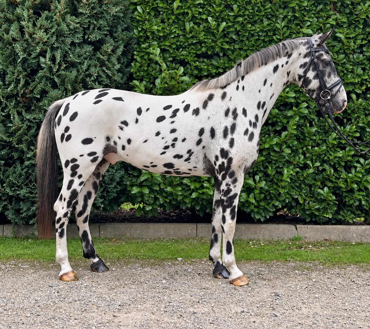 Opvallende Appaloosa ruin | 5 jaar, Gechipt, Minder dan 160 cm, B, Ruin