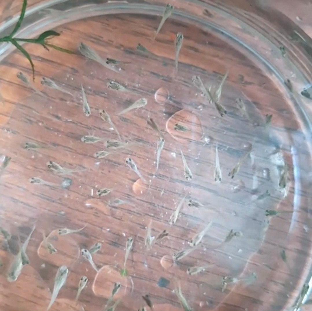 guppy visjes, Dieren en Toebehoren, Vis, Zoetwatervis