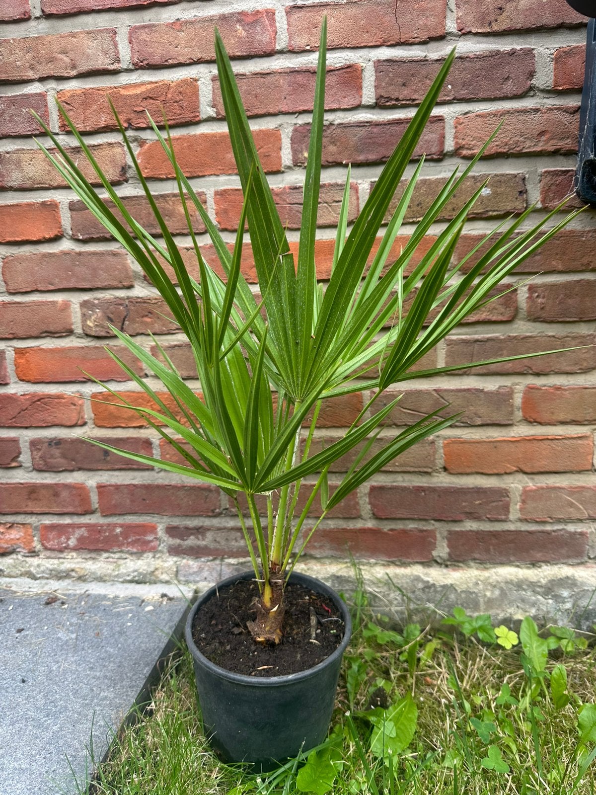 Palmier Chamaerops humilis, Autres espèces, Automne, Enlèvement, Plante fixe