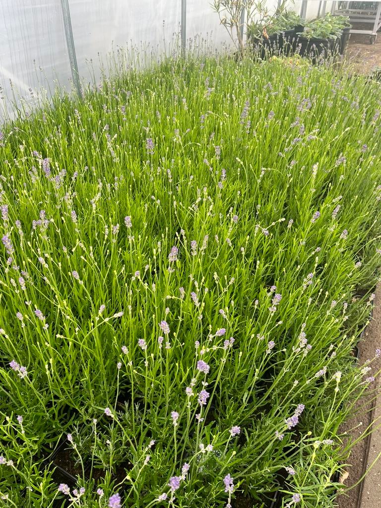 Lavendel, Ophalen