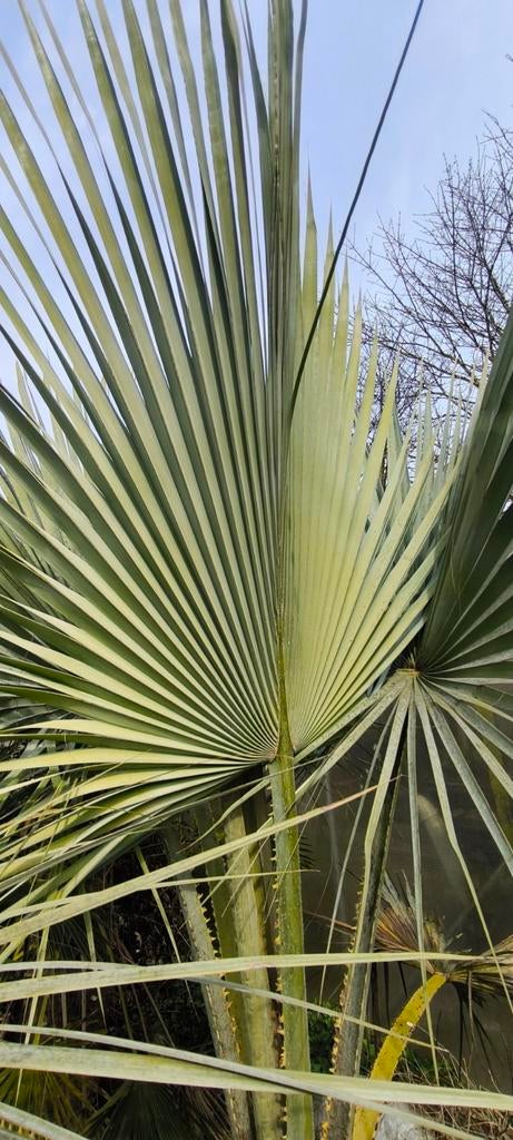Brahea Armata, Tuin en Terras, Ophalen