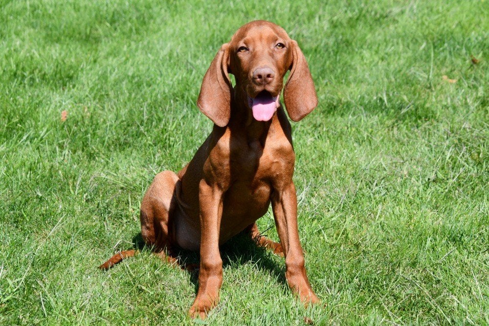 Vizsla pups te koop, Dieren en Toebehoren, 15 weken tot 1 jaar, Buitenland, CDV (hondenziekte), Meerdere