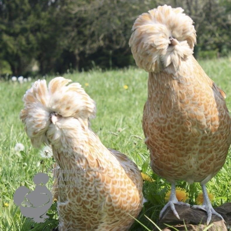 Padoue et crête blanche hollandaise 4+1 GRATUITS, Femelle, Poule ou poulet
