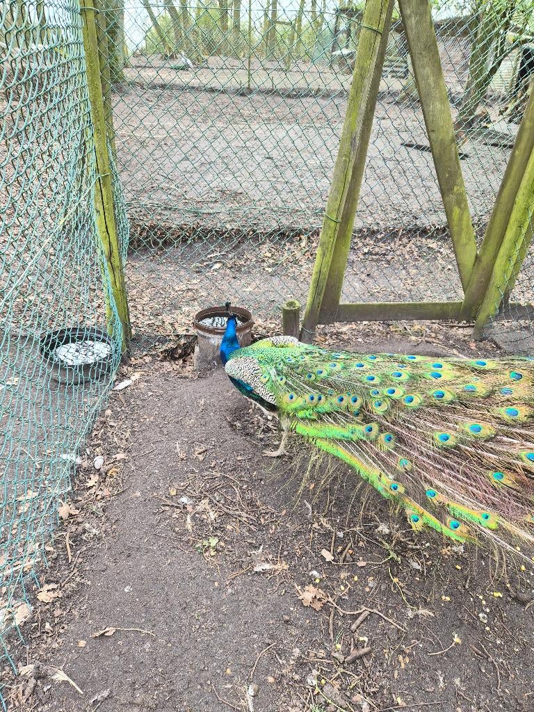 blauwe pauwen, Dieren en Toebehoren, Pluimvee, Overige soorten, Meerdere dieren