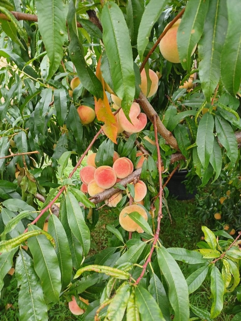 Pêcher de vignes blanche, Jardin & Terrasse, En pot, Plein soleil, Moins de 100 cm, Enlèvement