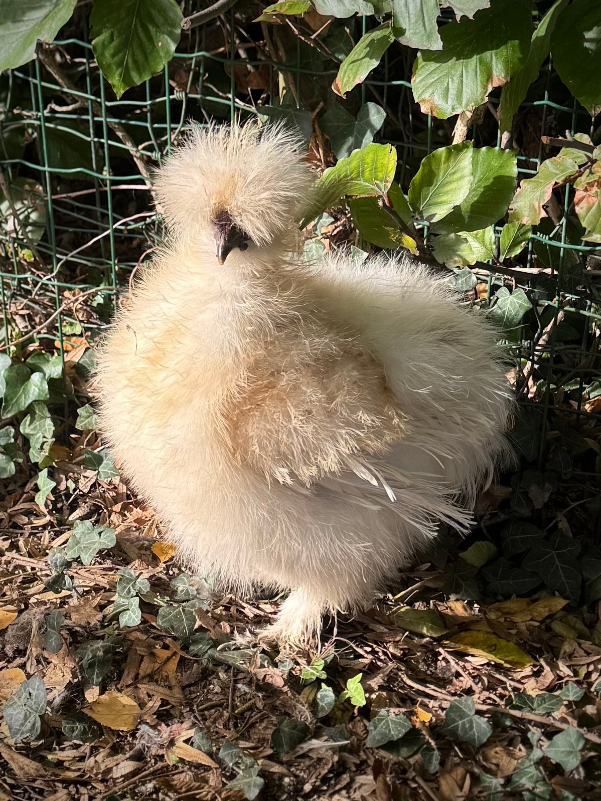 Usa Zijdehoen haantje redpyle, Dieren en Toebehoren, Mannelijk, Kip
