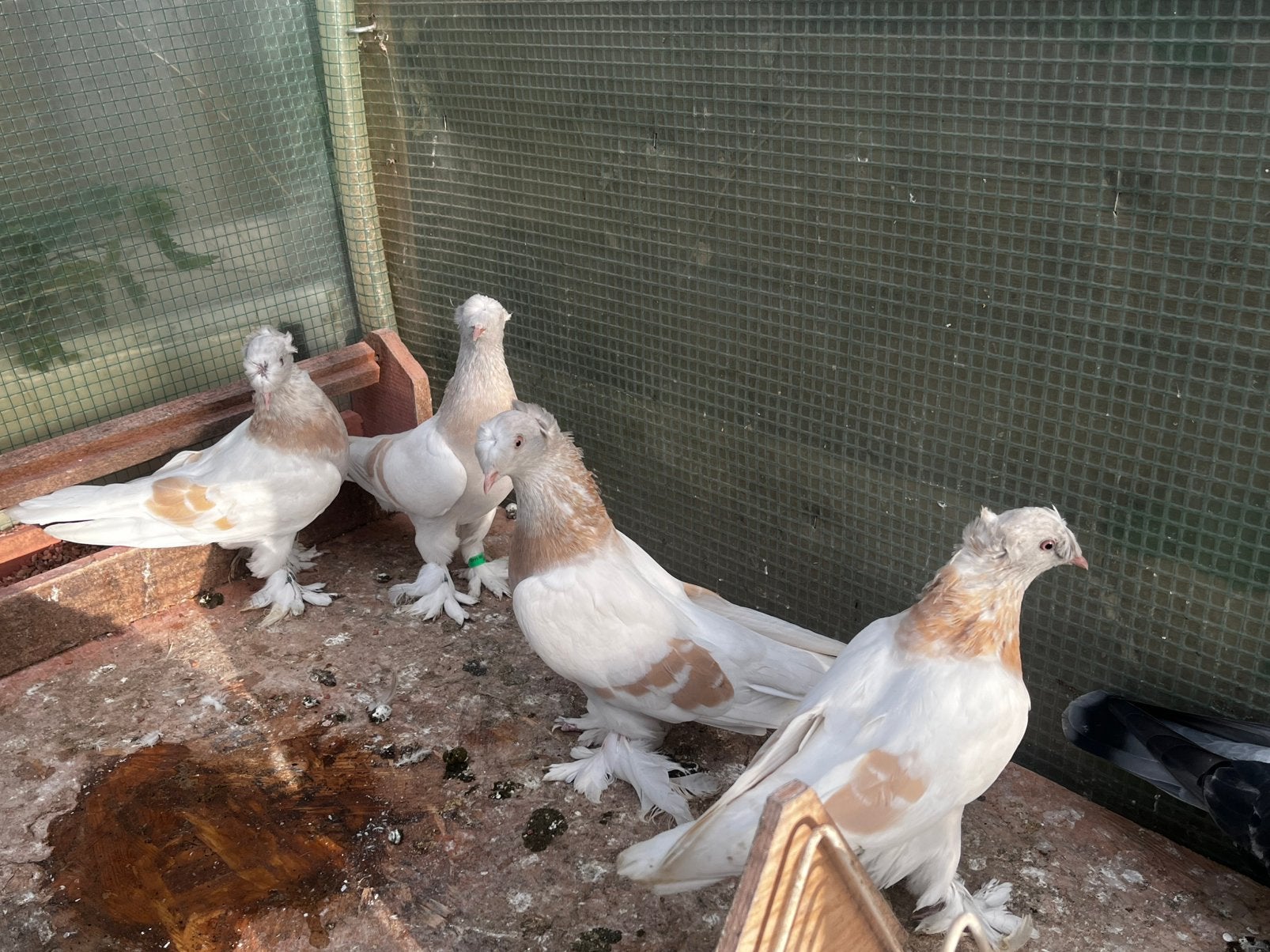 Takka limon kostum, Dieren en Toebehoren, Meerdere dieren, Tuimelaar of Roller