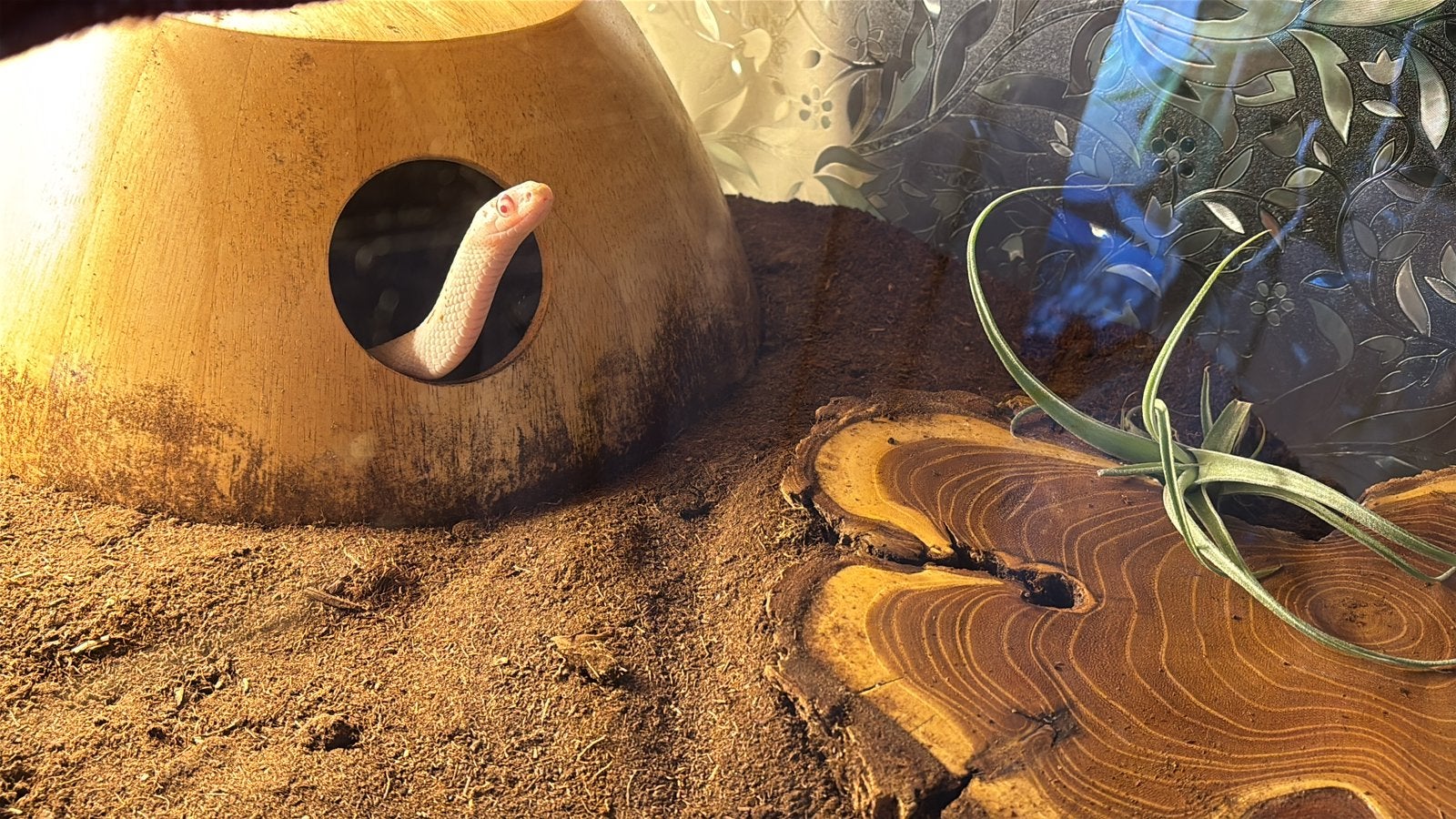 Snow palmetto cornsnake, Dieren en Toebehoren, Reptielen en Amfibieën, Slang, Met terrarium, 0 tot 2 jaar