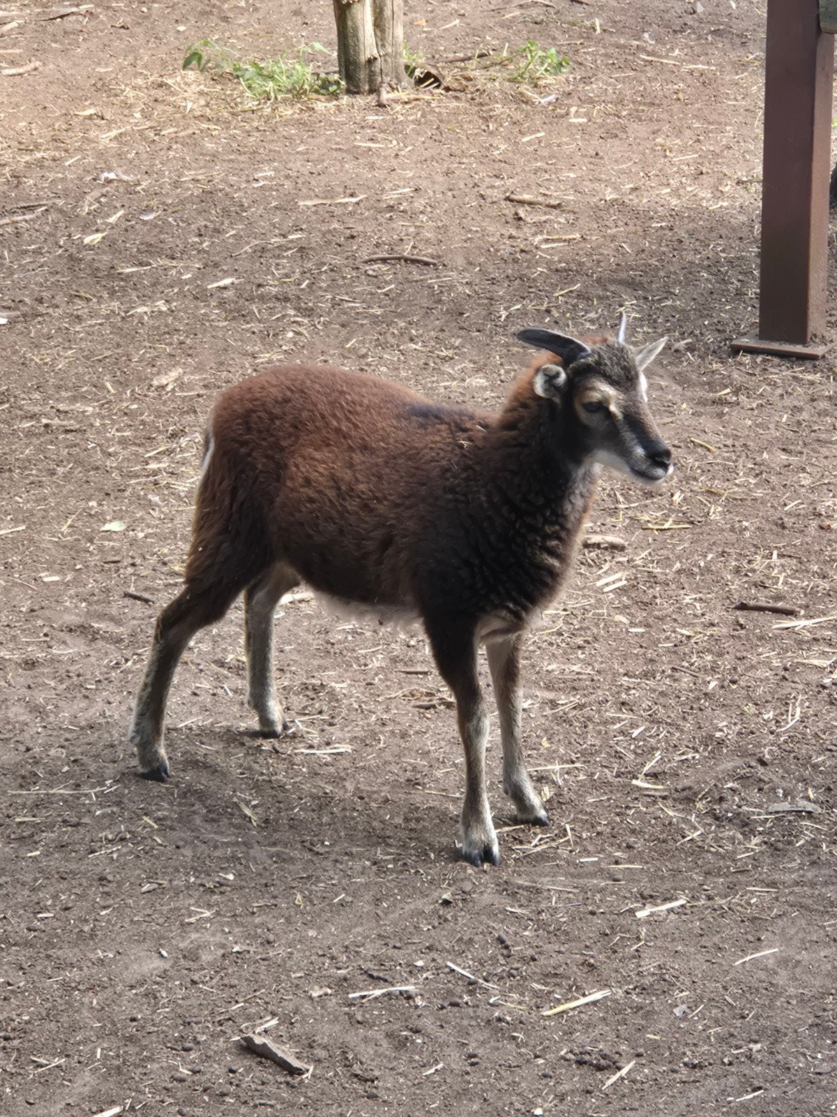 Soay ramlam, Mâle, Mouton, 0 à 2 ans