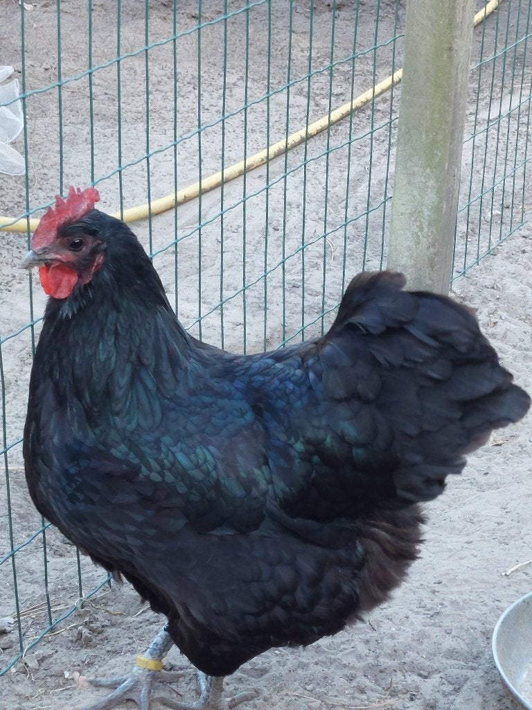 Gratis kip australorp, Animaux & Accessoires, Volatiles, Femelle, Poule ou poulet