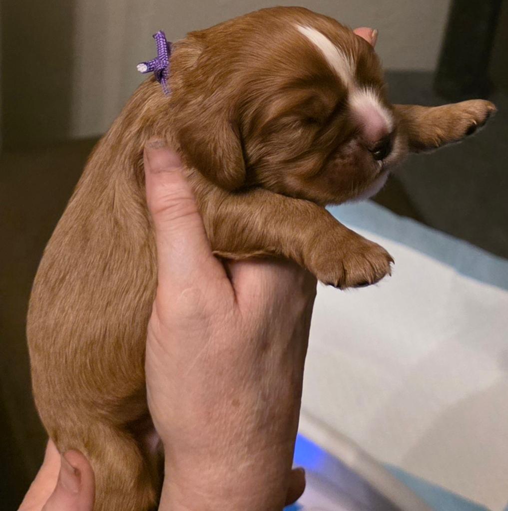 Cavalier King Charles pups, Animaux & Accessoires, Chiens | Retrievers, Épagneuls & Chiens d'eau, Plusieurs animaux, Épagneul