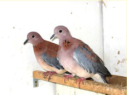 duiven Senegal tortel, Dieren en Toebehoren