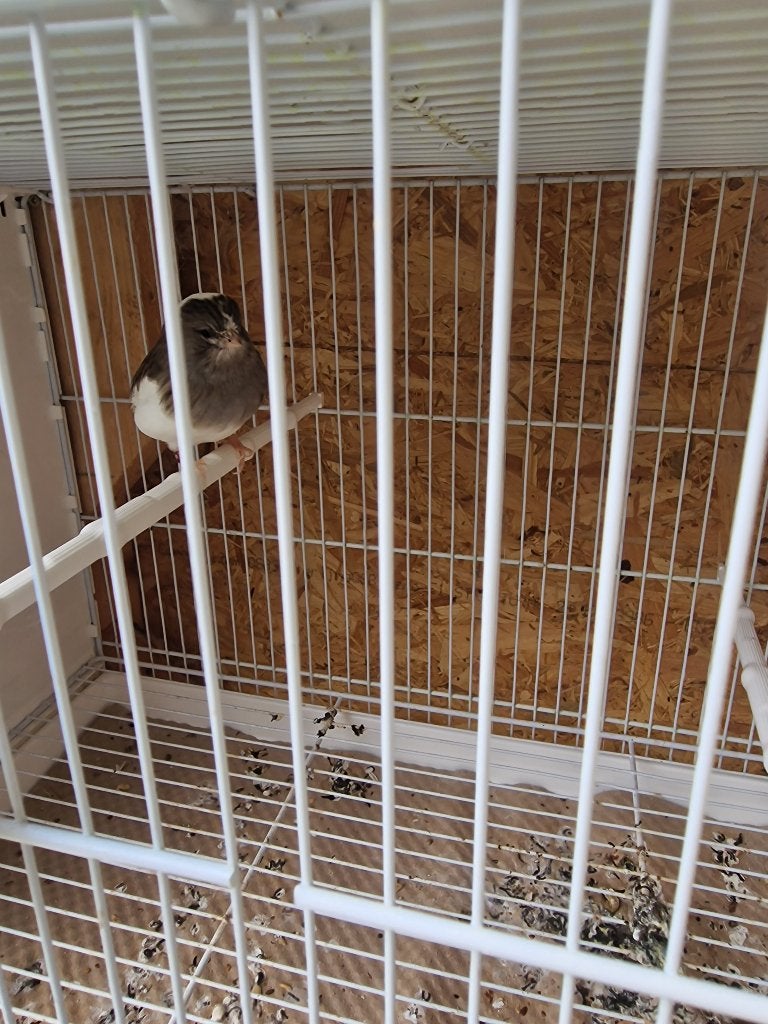 Kanaries gloster pop, Dieren en Toebehoren, Vrouwelijk, Postuurkanarie