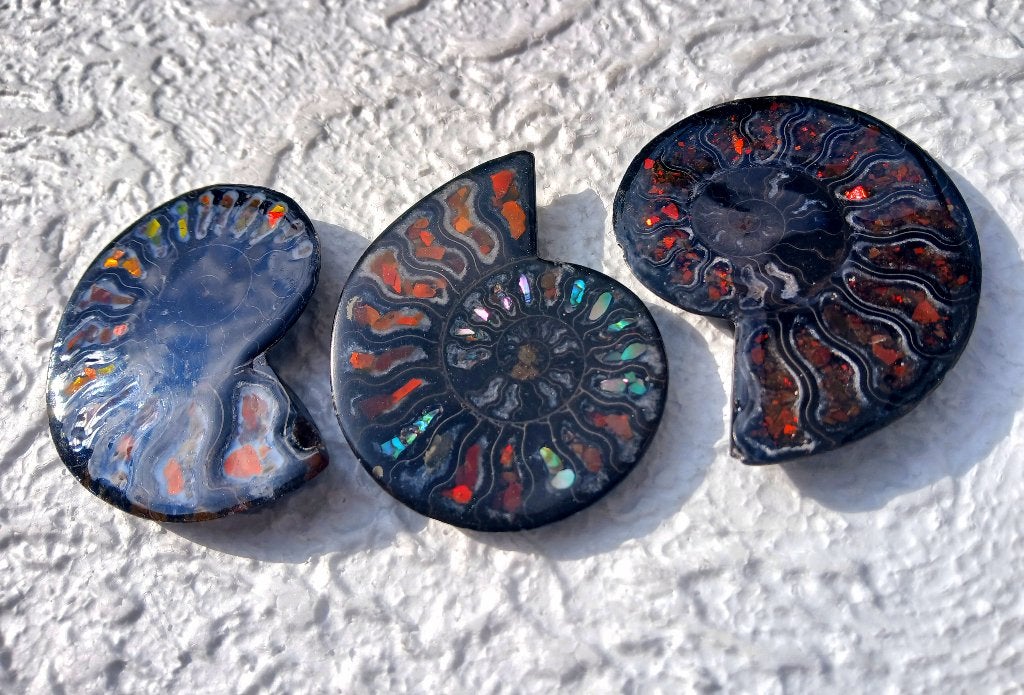 ammolite ammonite 6x, Envoi, Coquillage(s)