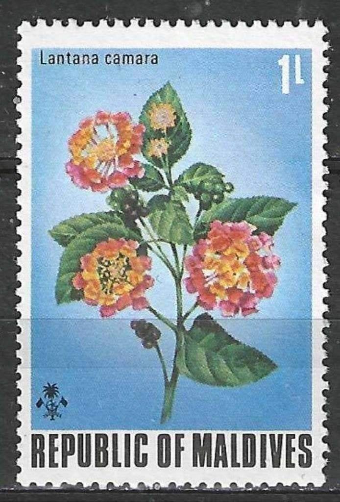 Maldiven 1974 - Yvert 443 - Lantana camara - 1 l. (PF), Verzenden, Postfris