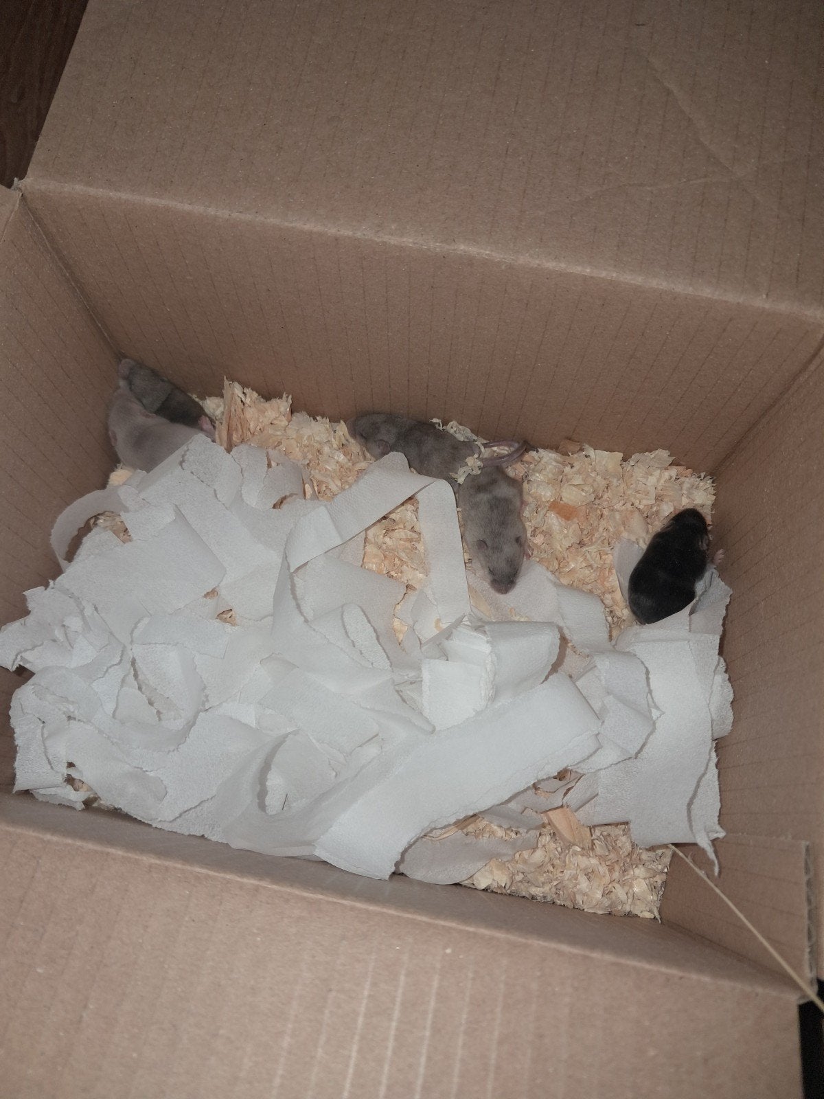 Babymuisjes / kleurmuisjes – vanaf 20 september, Augustus, Meerdere dieren, Muis