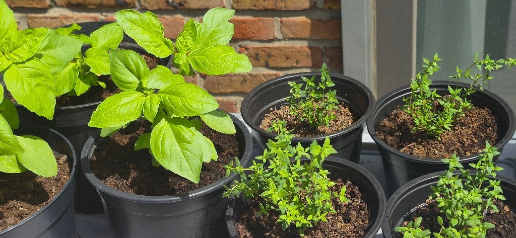 Tijm/basilicum, Tuin en Terras, Ophalen, Kruiden, Volle zon
