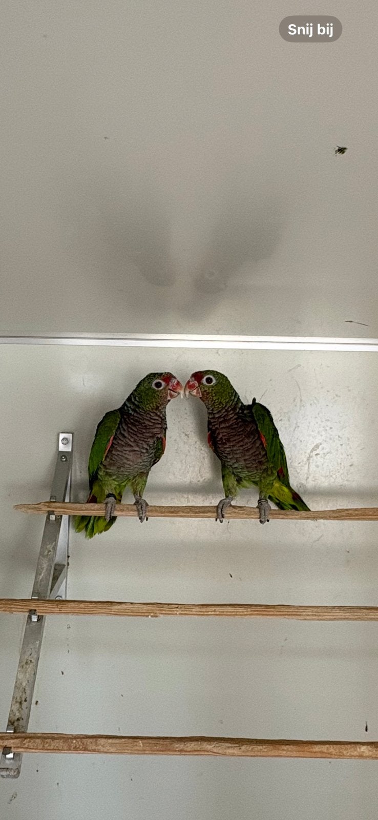 Koppel wijnborst amazones, Plusieurs animaux, Perroquet, Parleur