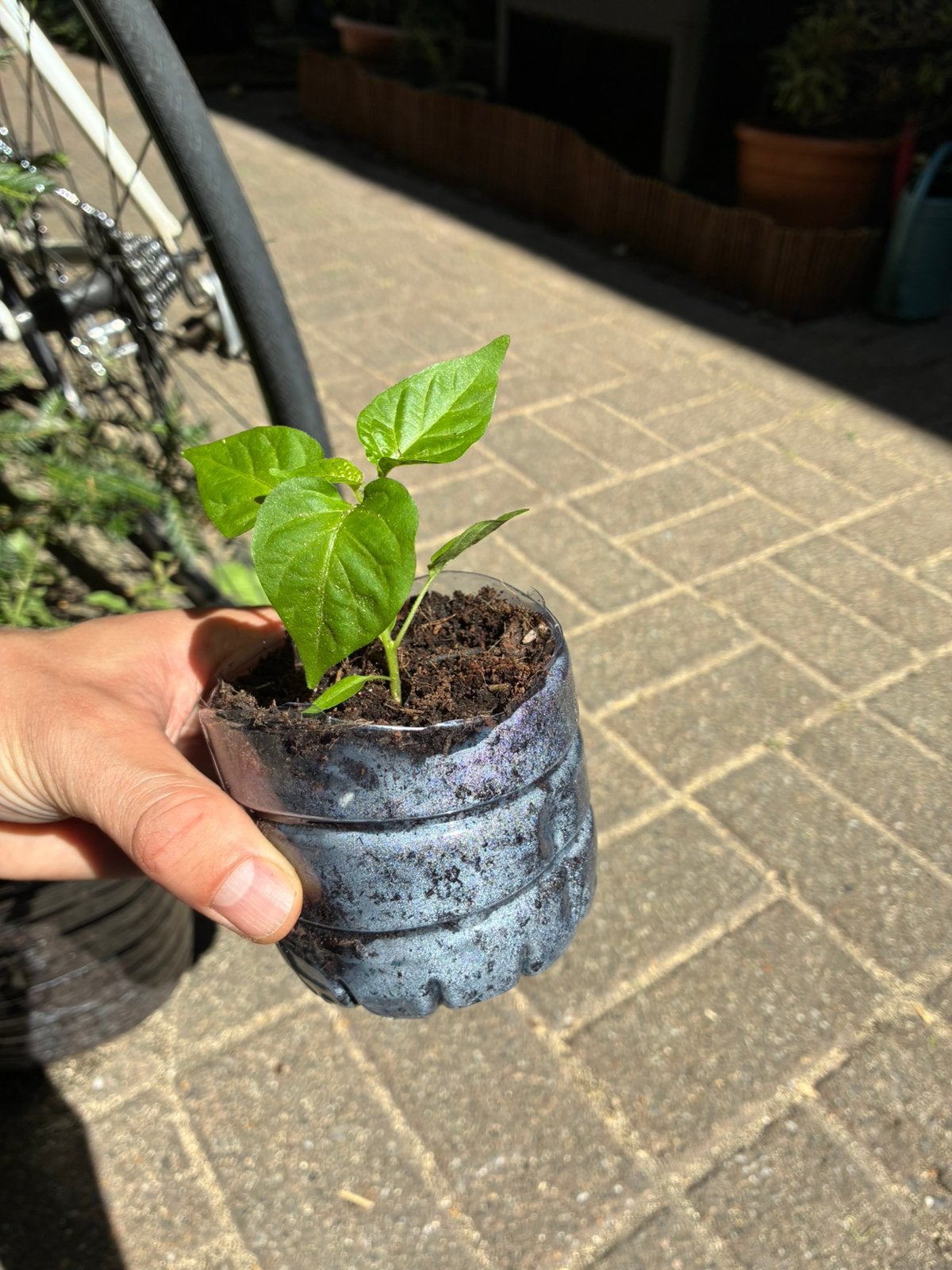 HABANERO ZAAILING / SEEDLING RECYCLED SMALL POT, Tuin en Terras, Planten | Tuinplanten, Ophalen, Groenteplanten, Tweejarig, Halfschaduw