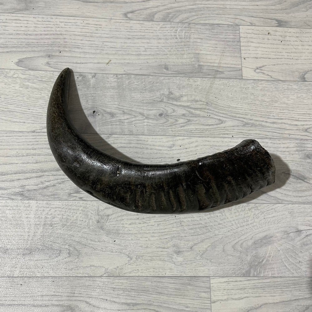 Waterbuffel hoorn los 45cm nr 330 | Lederstore, Collections, Enlèvement ou Envoi, Neuf, Animal de ferme, Bois ou Tête