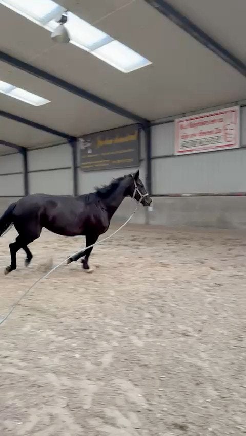 Merrie met dressuurbloed, Cheval de dressage, Avec pedigree, 160 à 165 cm, Non dressé