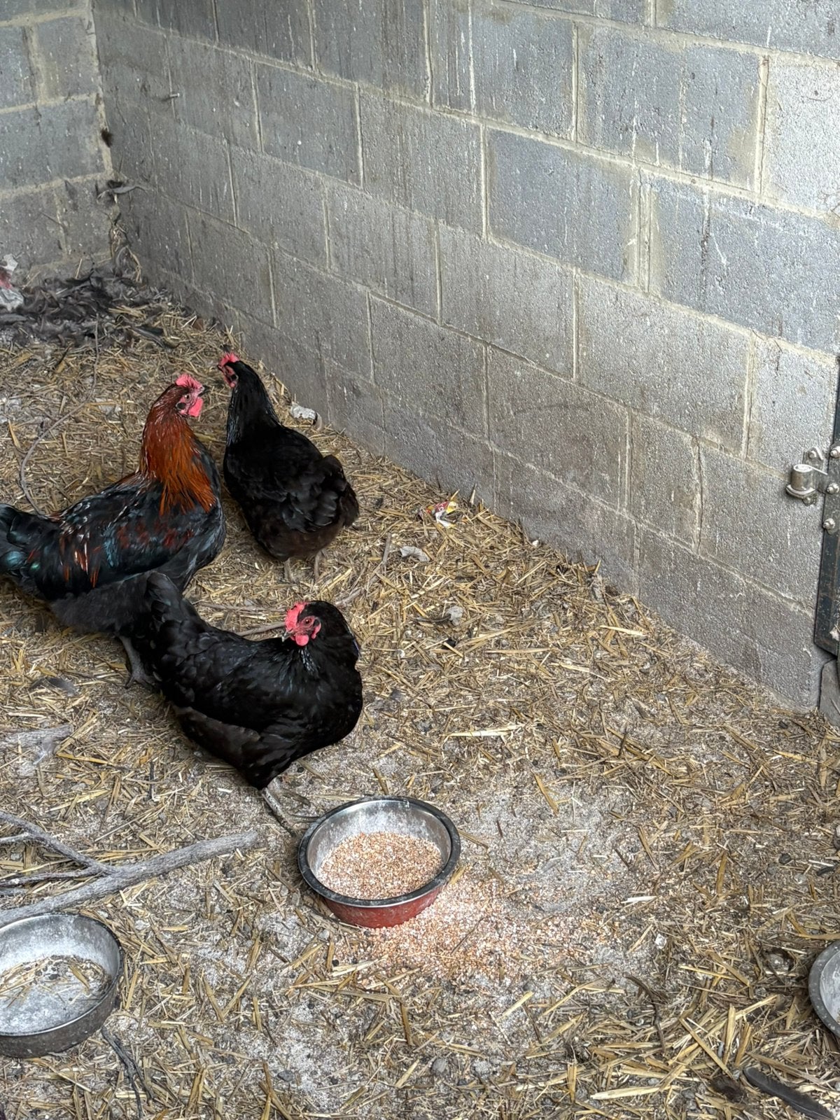 Jeunes coq marans, Dieren en Toebehoren