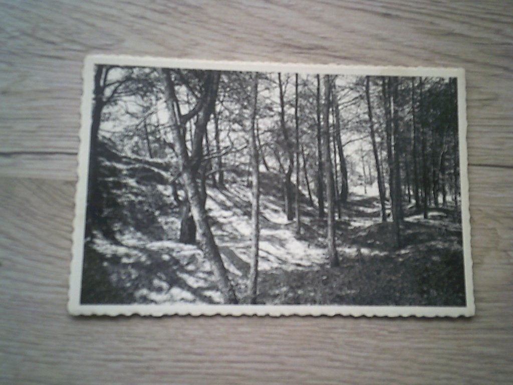 HEIDE / KALMMTHOUT: In de bossen, Enlèvement ou Envoi, 1920 à 1940, Non affranchie, Anvers