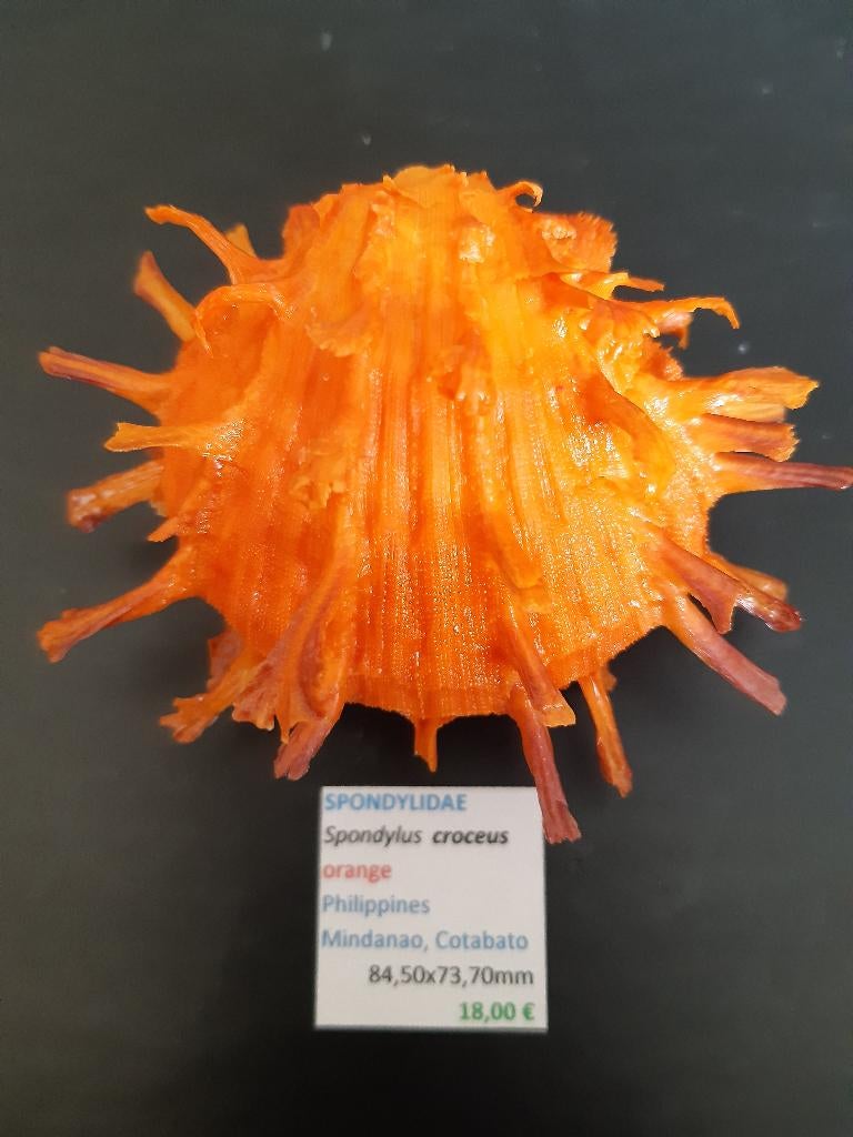Spondylidae 1, Collections, Enlèvement ou Envoi, Coquillage(s)