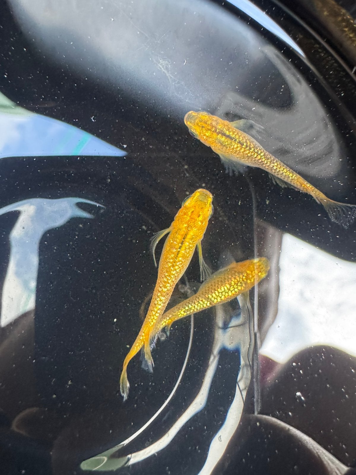 Medaka eitjes te koop (Reckless matsui longfin), Animaux & Accessoires, Poissons | Poissons d'aquarium