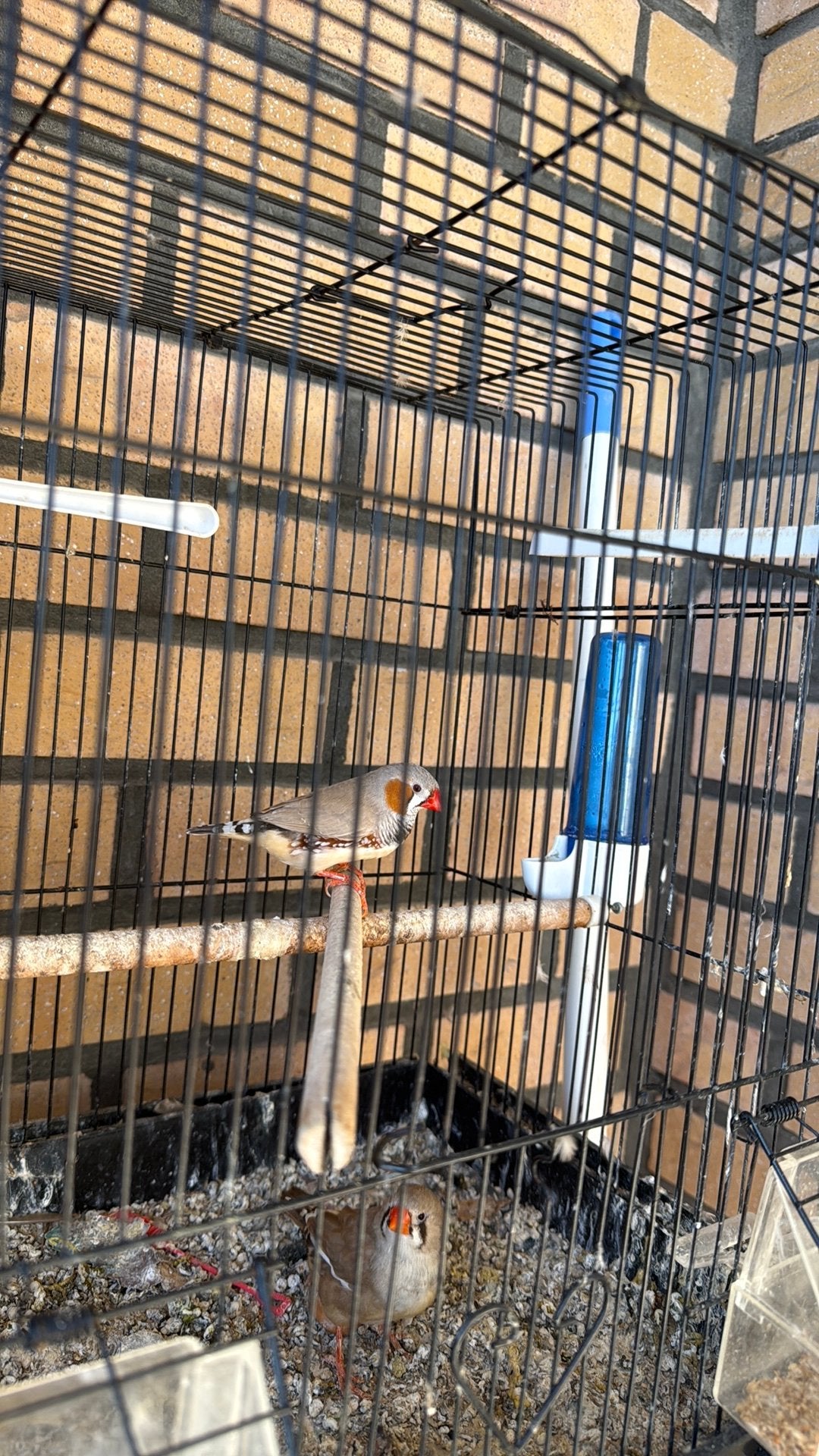 Vogeltjes, Tuin en Terras, Ophalen