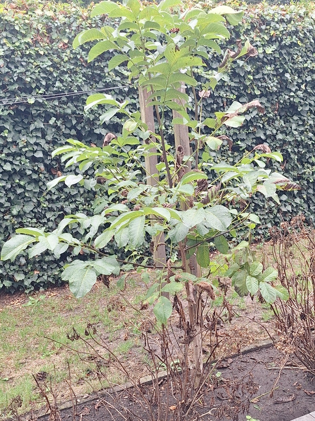 Notenboom, Tuin en Terras, Planten | Bomen, Ophalen