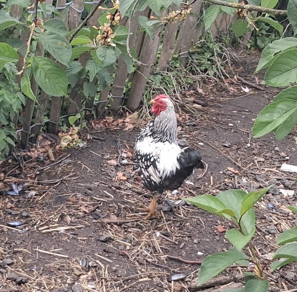 Wyandotte haan, Mâle, Poule ou poulet