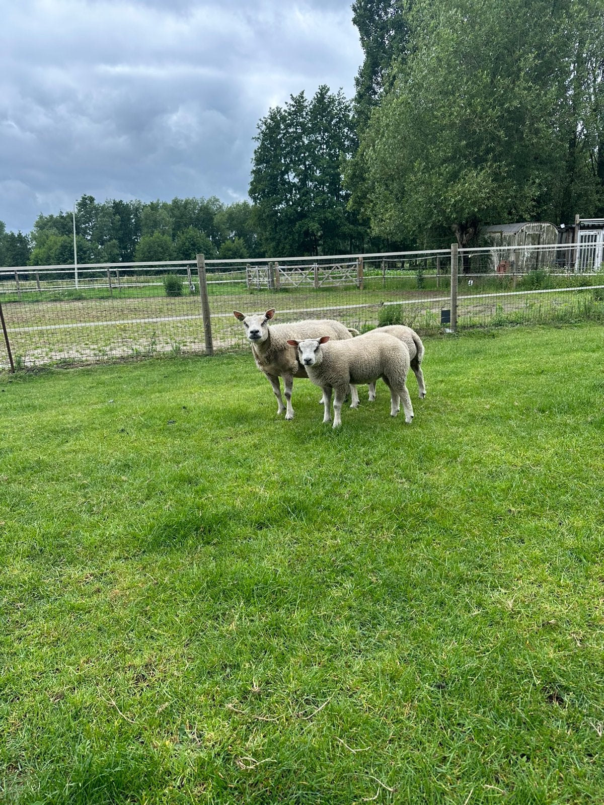 3 texel ooien, Animaux & Accessoires, Moutons, Chèvres & Cochons