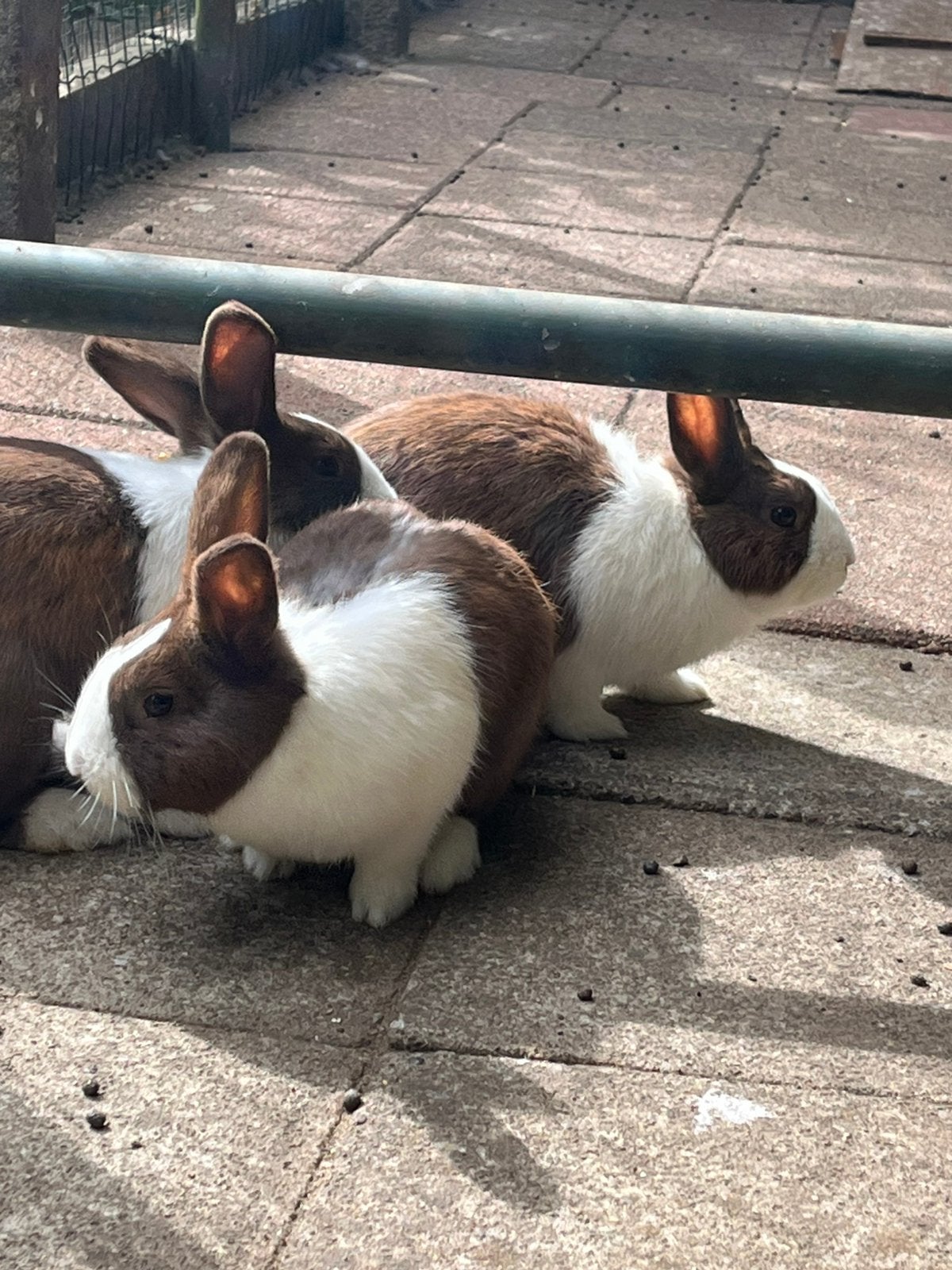 Koijnen, Dieren en Toebehoren, Konijnen, Mannelijk