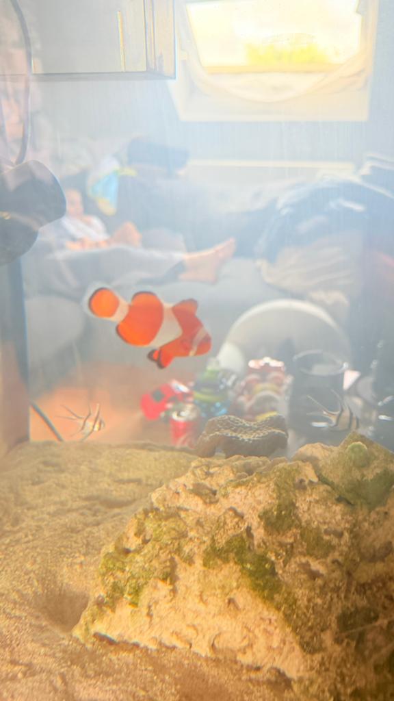 Clown vis, Poisson