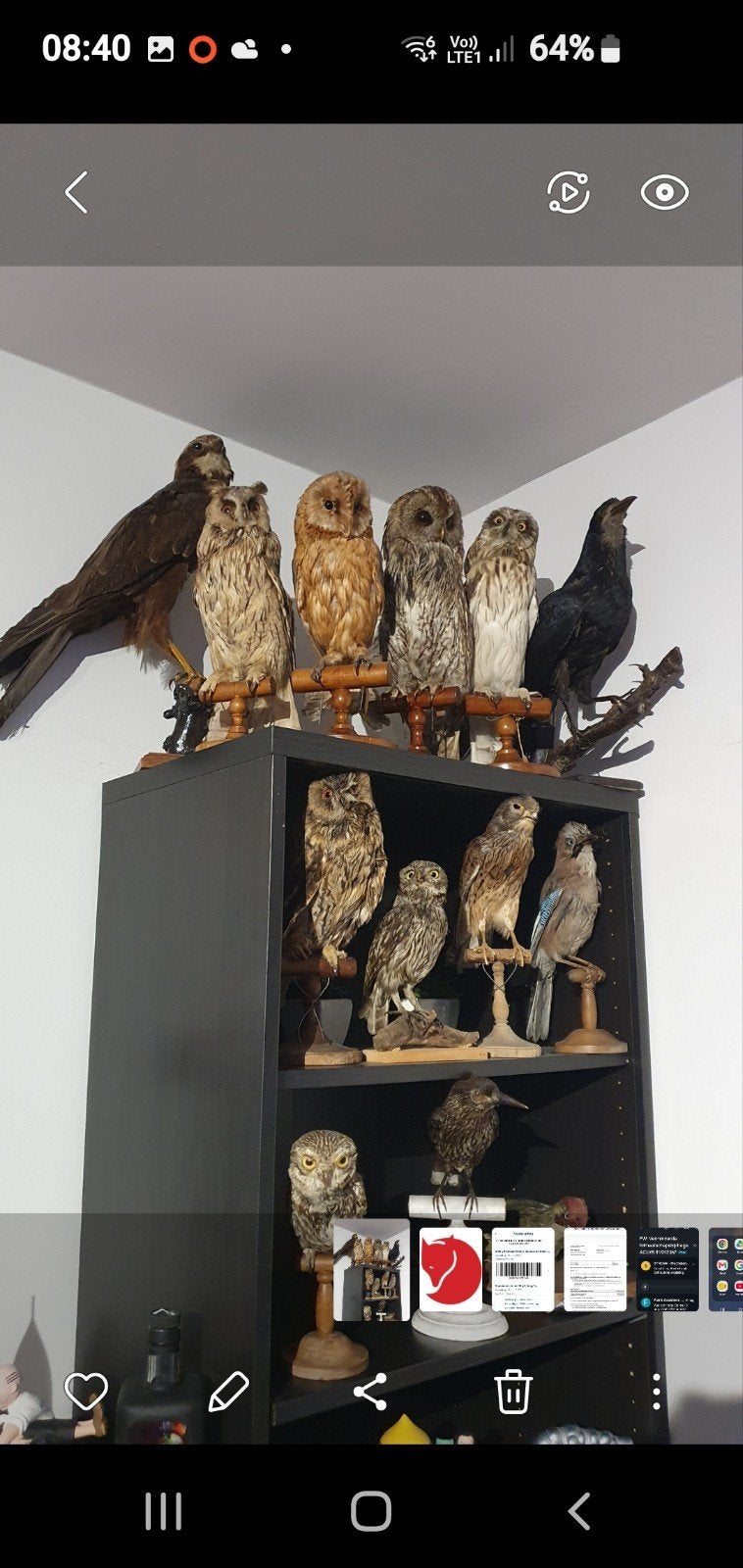 taxidermy verzameling uilen, Ophalen