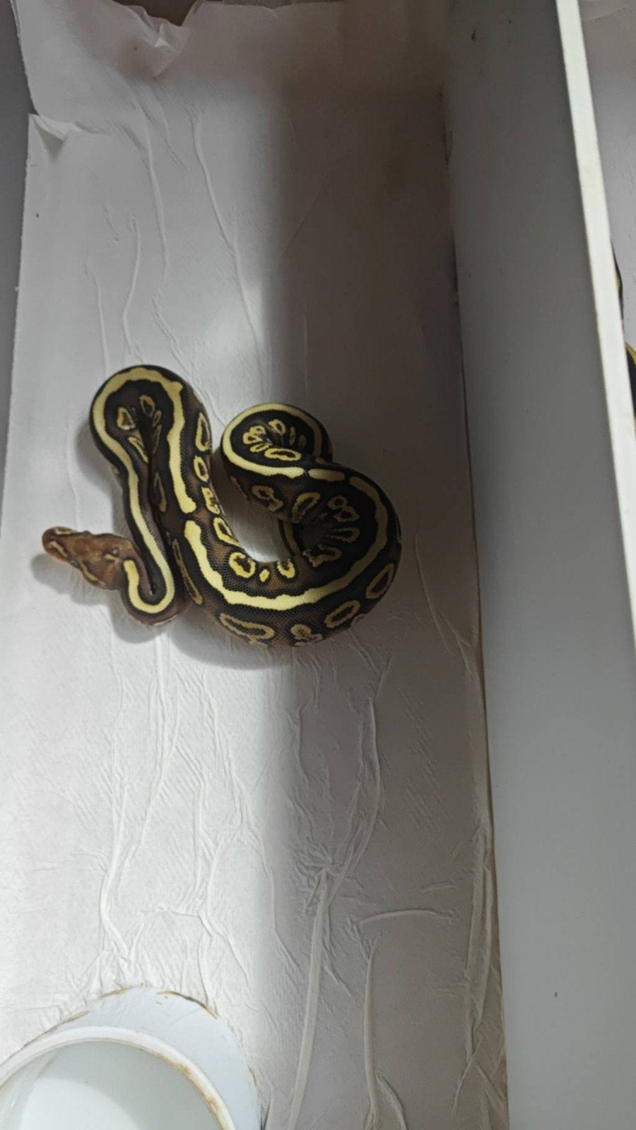 Pythons Regius Ball Python photo 14