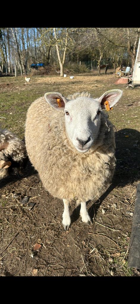 Schapen te koop, Plusieurs animaux, Mouton, 0 à 2 ans