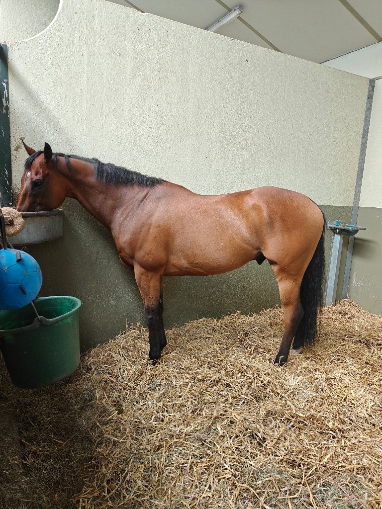 Ex-renpaard te koop, Ruin, Niet van toepassing, 7 tot 10 jaar, 160 tot 165 cm