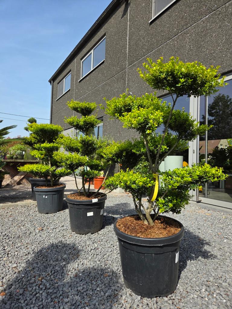 Ilex Green Crenata Hedge Bonsai, Tuin en Terras, Planten | Bomen, Ophalen