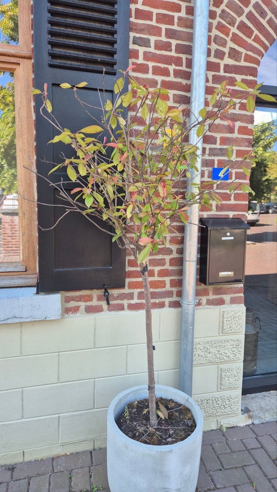 Bloembak met planten, Jardin & Terrasse, Plantes | Arbres, Enlèvement