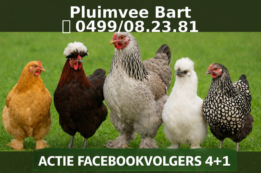 poulets d'ornement ,tradition et pondeurs couleurs 4+1gratui, Animaux & Accessoires, Femelle, Poule ou poulet