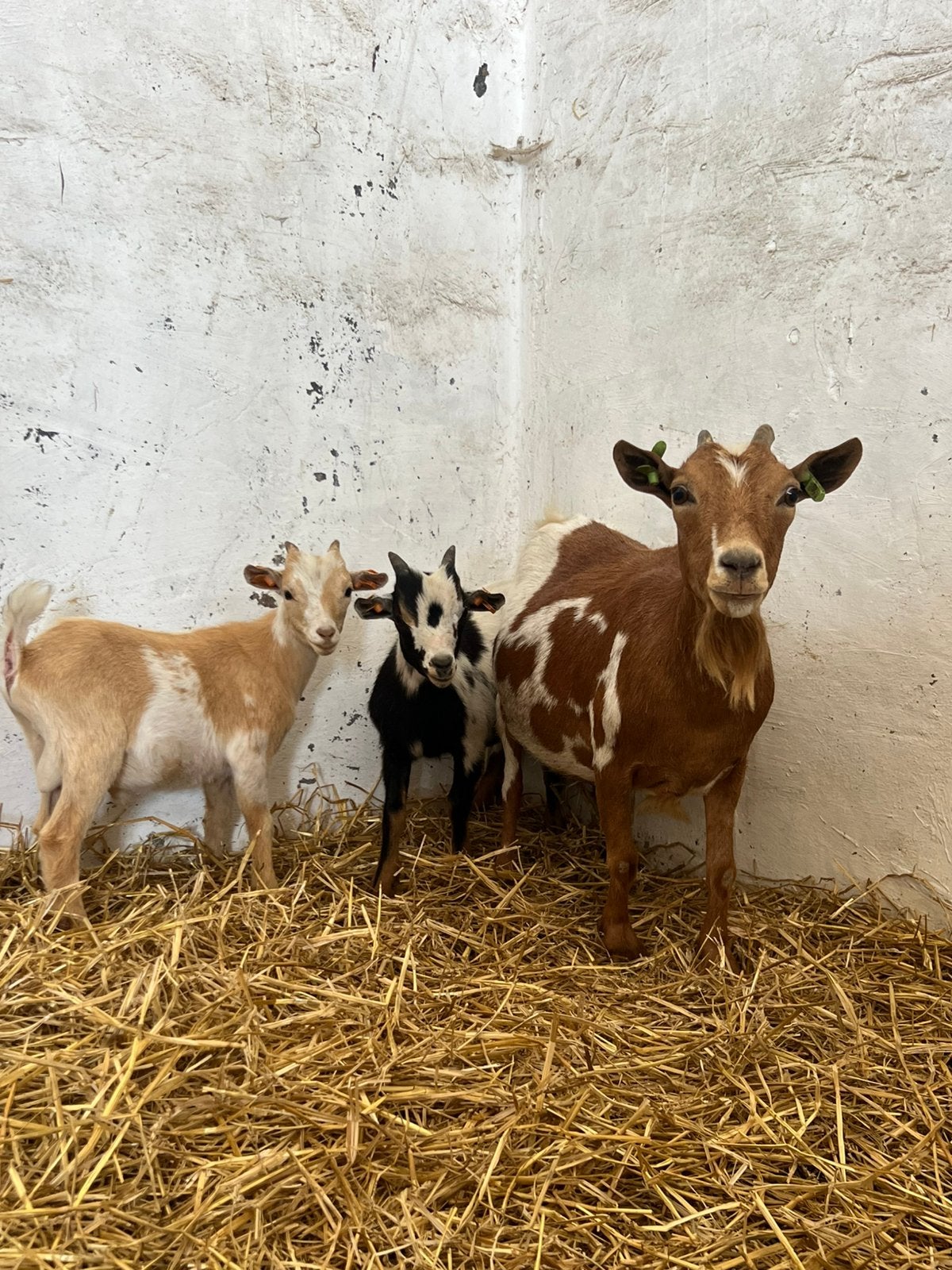 Dwerggeit mieke met haar 2 bokjes, Animaux & Accessoires, Moutons, Chèvres & Cochons, Plusieurs animaux, Chèvre
