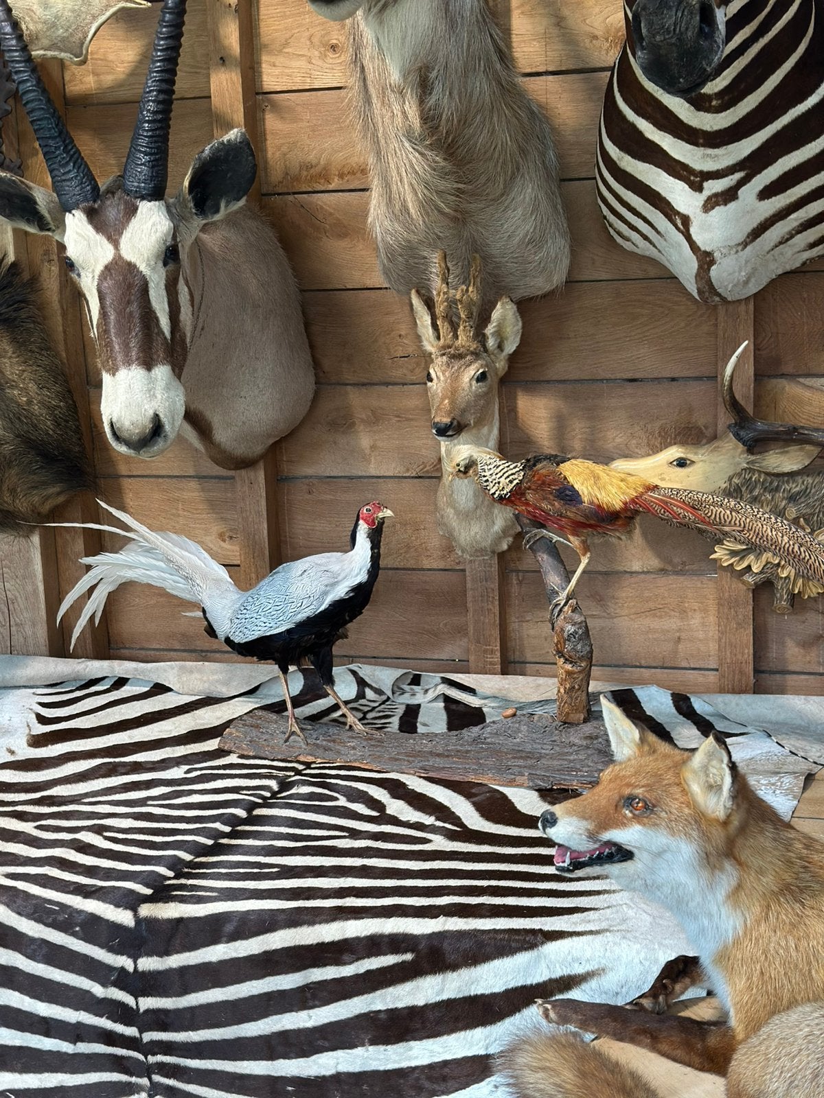 Te koop curiosa taxidermie, Ophalen