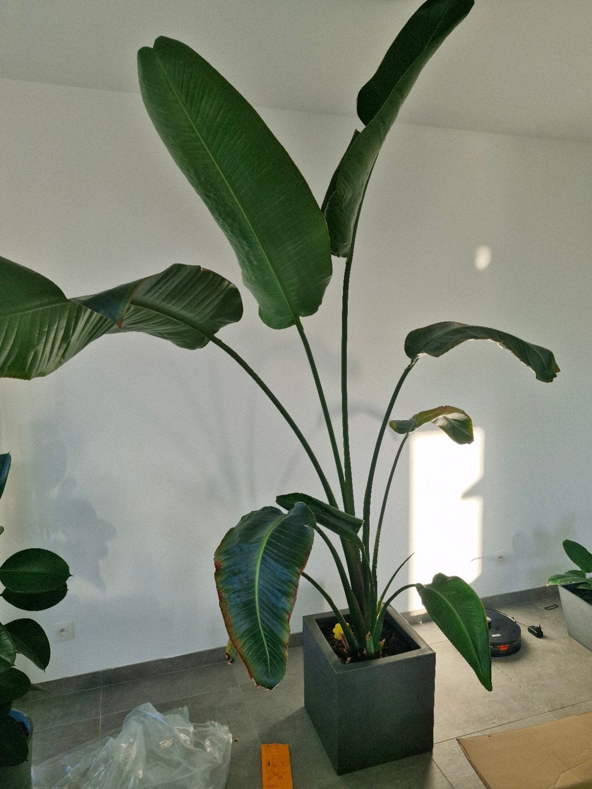 strelitzia nicolai 2,5m, Ophalen, 200 cm of meer, Overige soorten, In pot