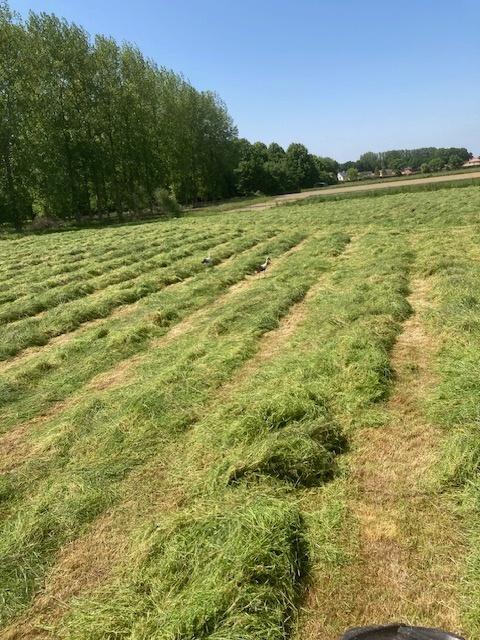 hooi kleine pakjes 3.5€, Dieren en Toebehoren