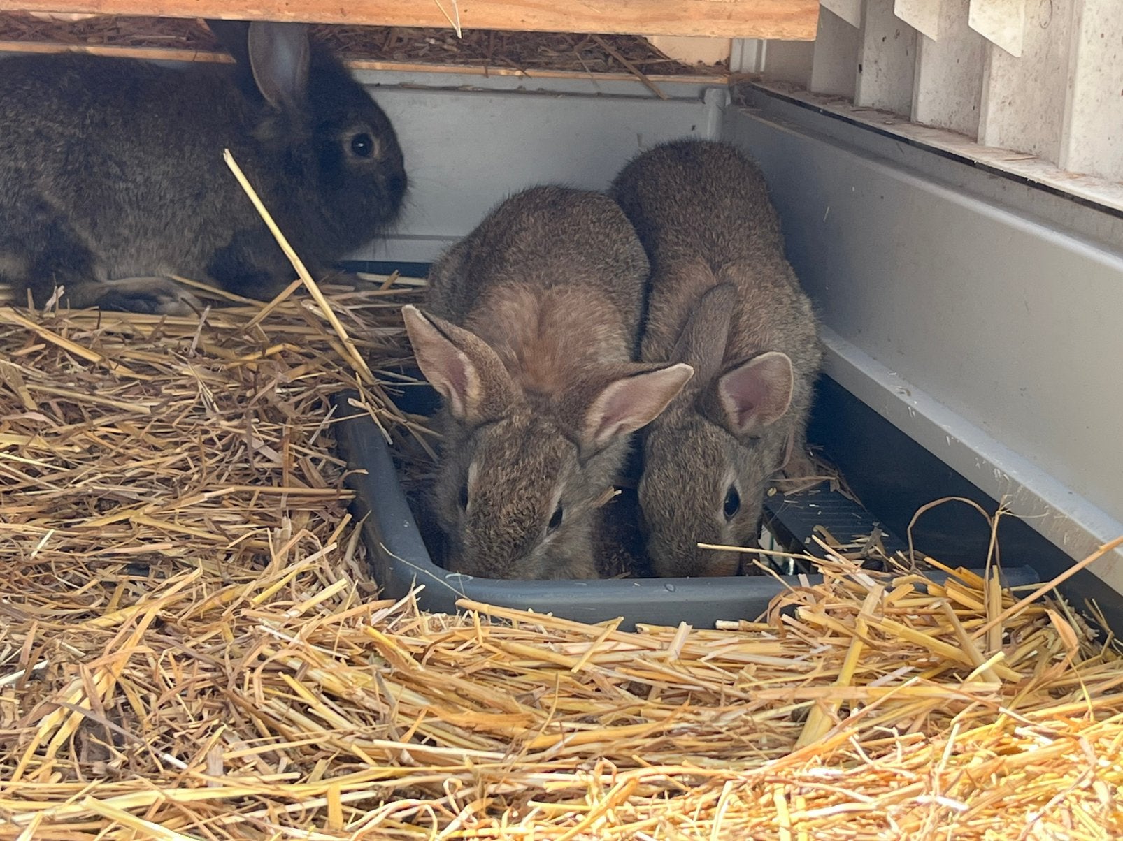 Konijntjes, Dieren en Toebehoren, Middelgroot, 0 tot 2 jaar