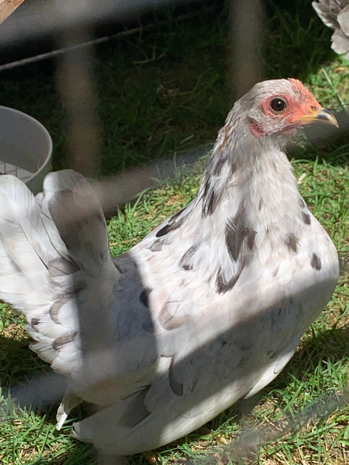 Plusieurs poules Serama à vendre (type européen)